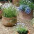 Potted Plants Outdoor