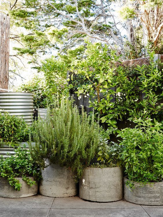 Potted Plants Outdoor: Tips for a Lush Garden