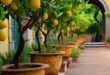 Potted Plants Outdoor