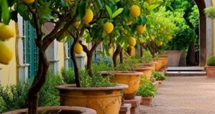 Potted Plants Outdoor