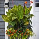 Potted Plants Outdoor