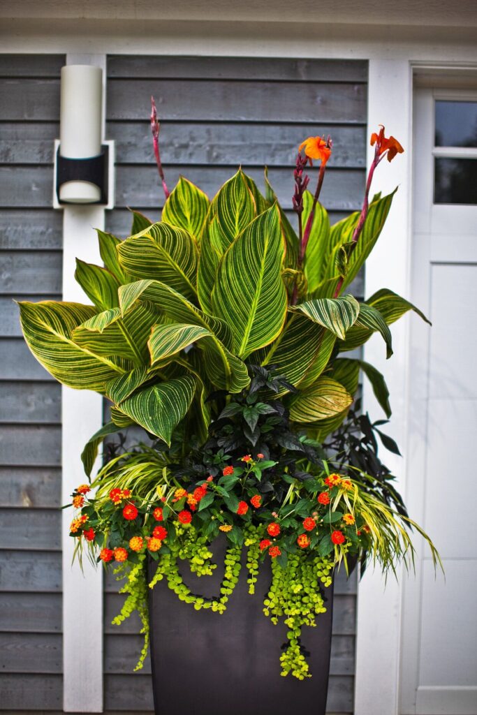 Potted Plants Outdoor