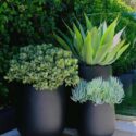 Potted Plants Outdoor