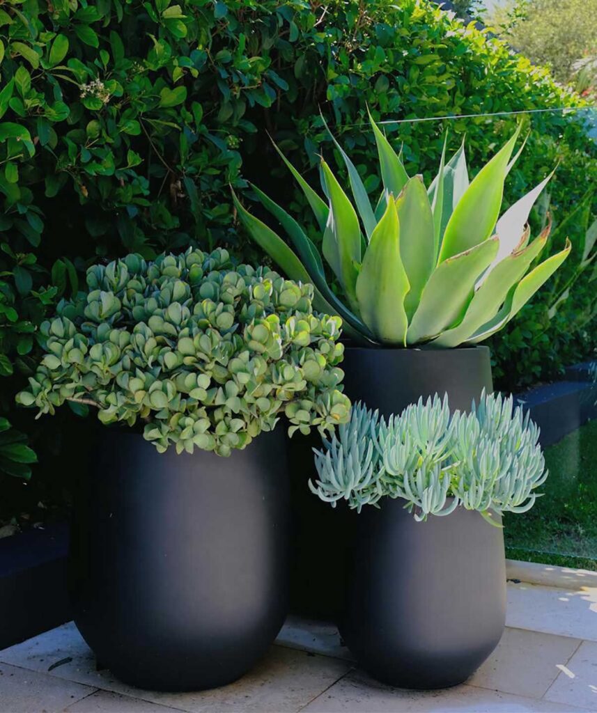 Potted Plants Outdoor