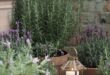 Potted Plants Outdoor