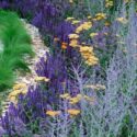 Salvia Plant