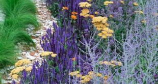 Salvia Plant