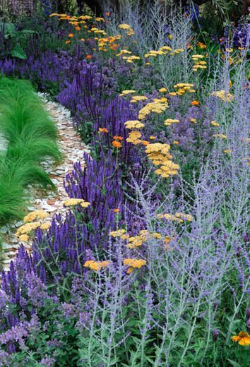 Salvia Plant