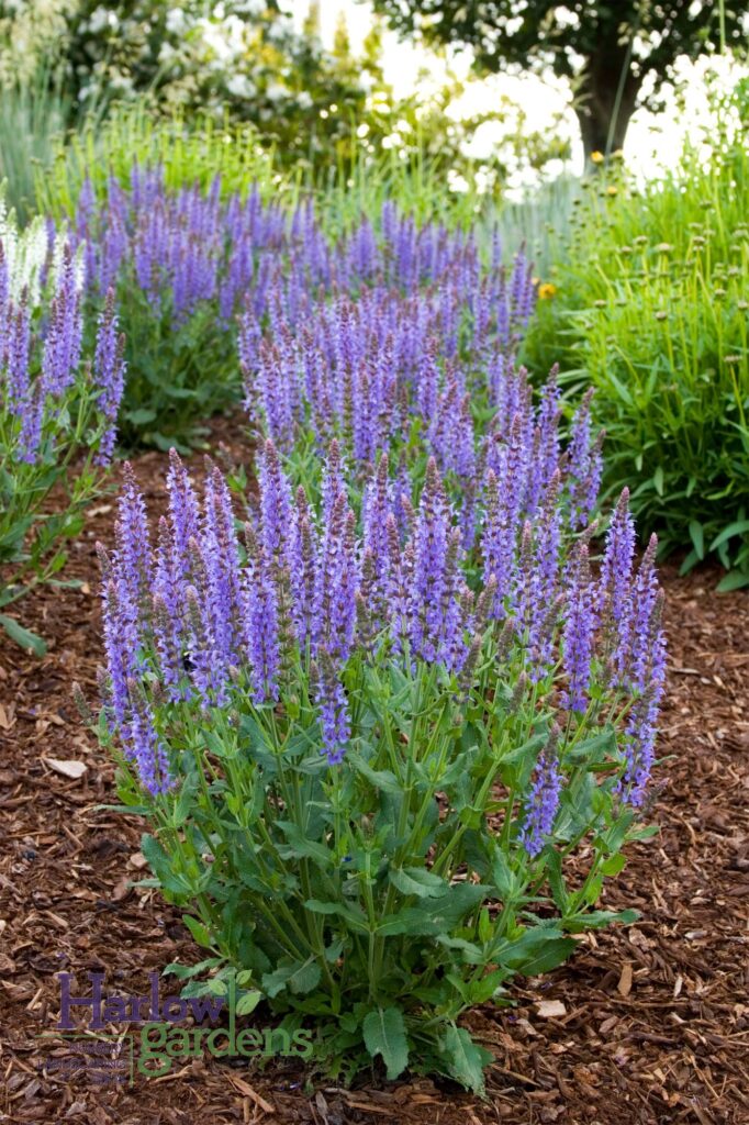 Salvia Plant