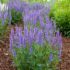 Salvia Plant