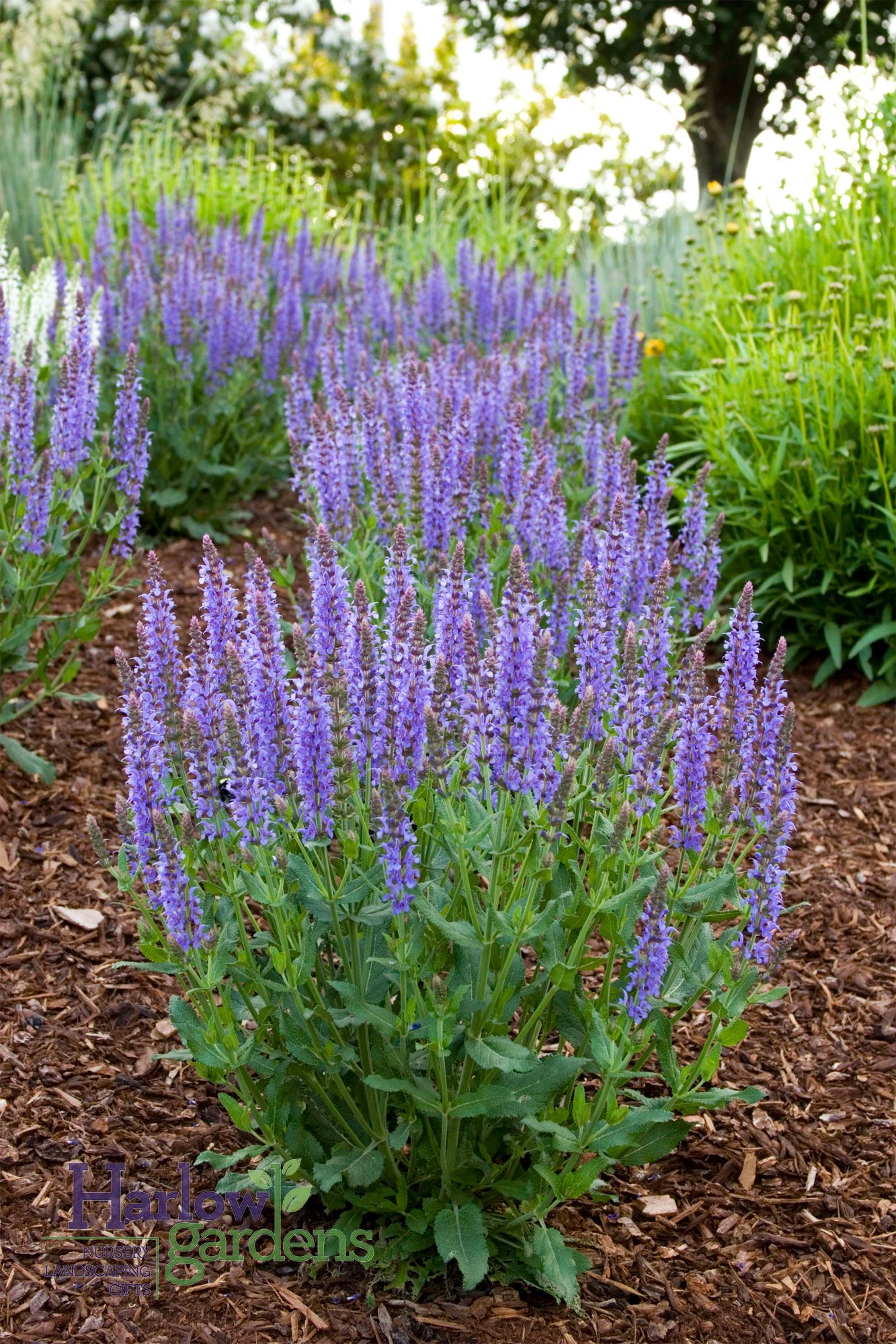 Salvia Plant: A Guide to Growing and Caring for Salvia Plants