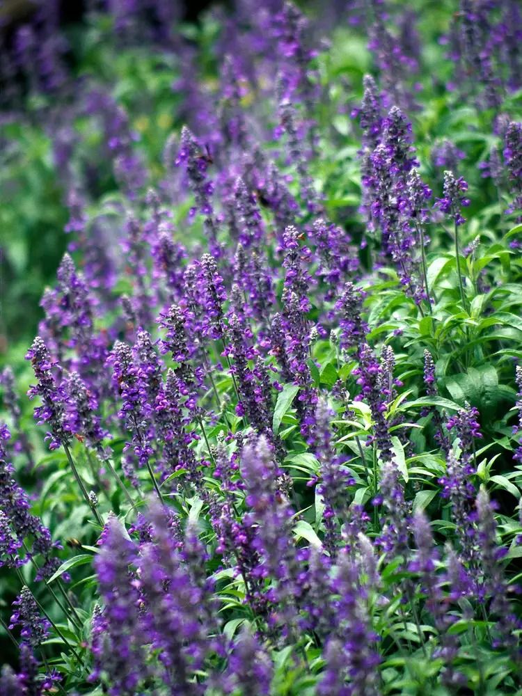 Salvia Plant