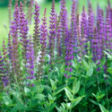 Salvia Plant