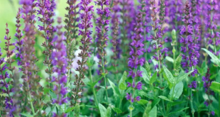 Salvia Plant