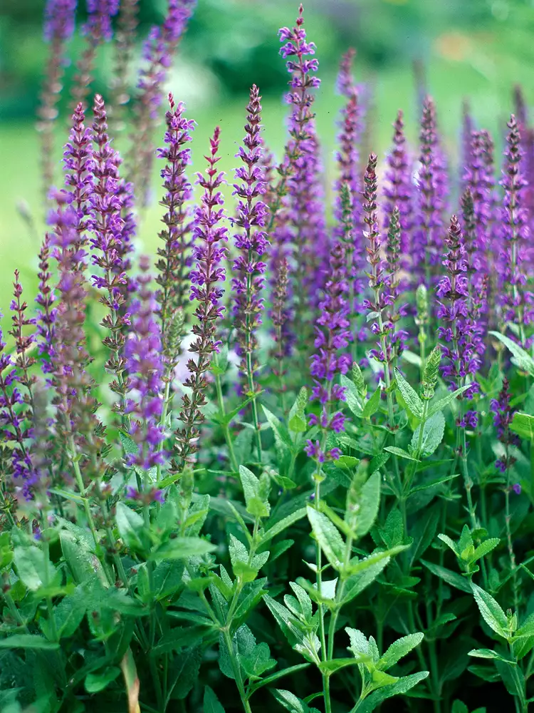 Salvia Plant Discover the Benefits and Uses of the Powerful Herbatum Sage