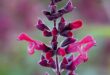 Salvia Plant