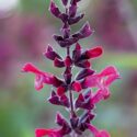 Salvia Plant