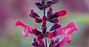 Salvia Plant