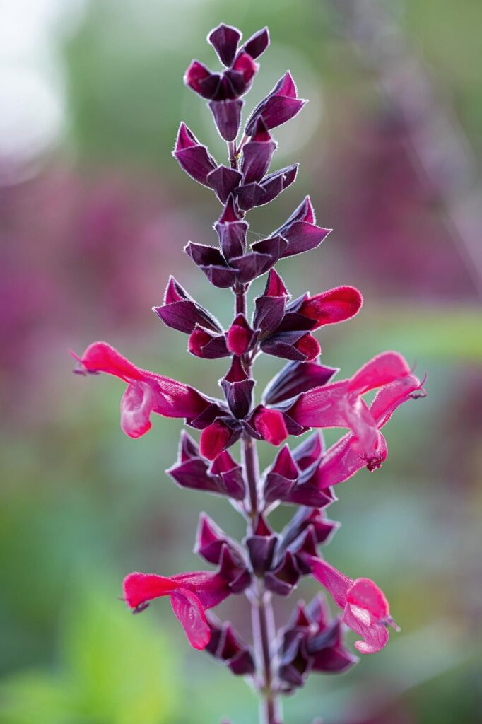 Salvia Plant