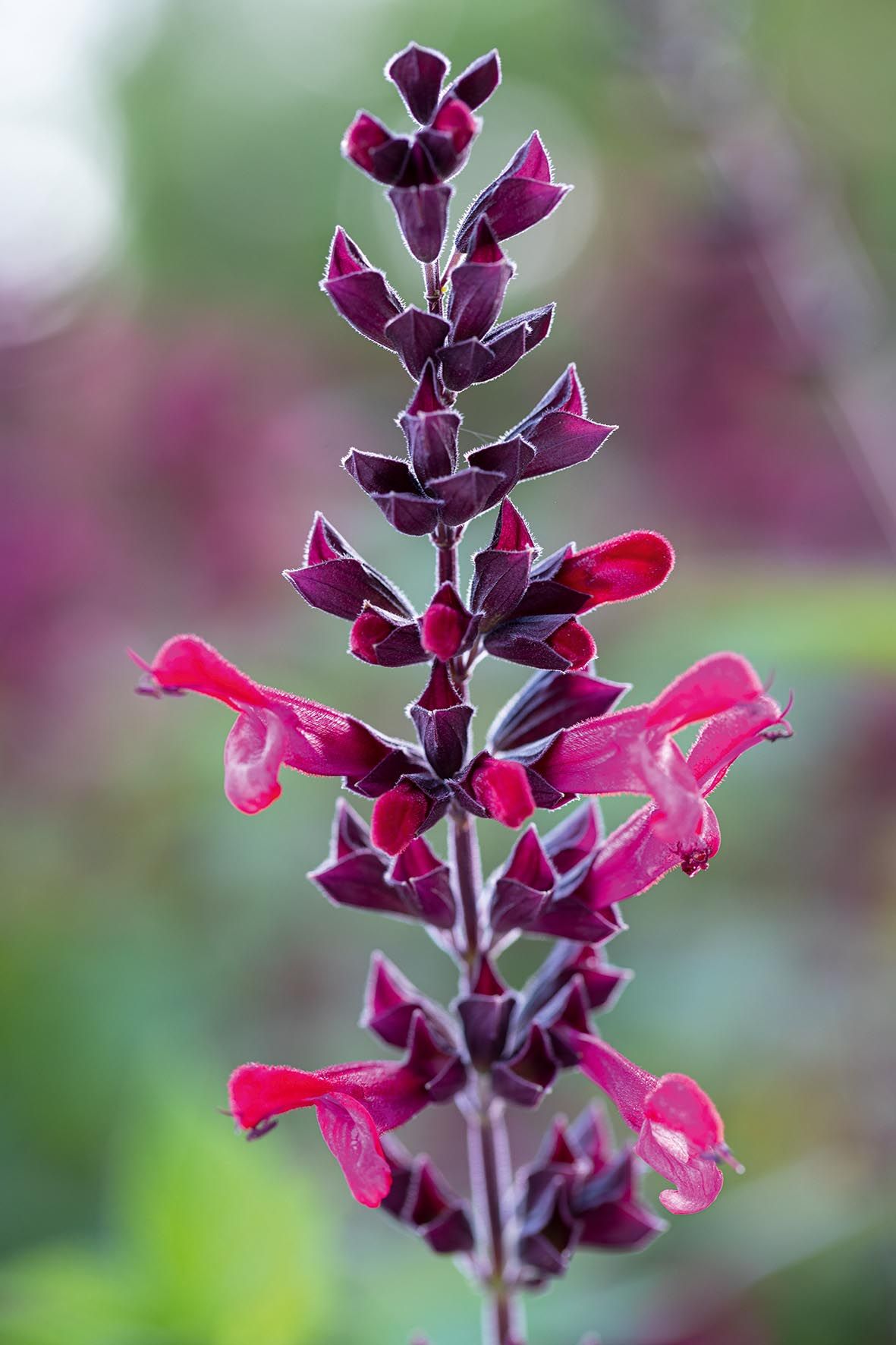 Salvia Plant Discover the Mystical Properties of the Enigmatic Sage Herb