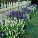 Salvia Plant