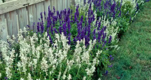 Salvia Plant