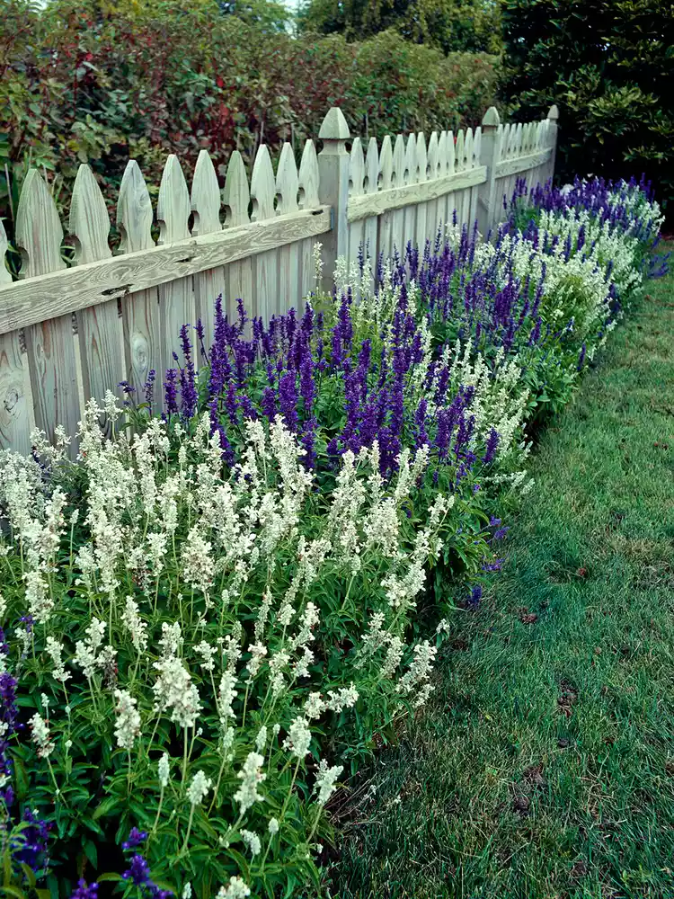 Salvia Plant Exploring the Medicinal Qualities of the Sacred Sage Herb