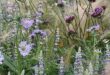 Salvia Plant