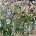 Salvia Plant