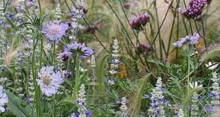 Salvia Plant