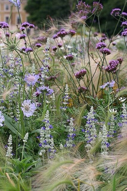 Salvia Plant