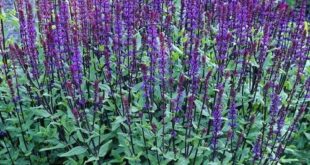 Salvia Plant