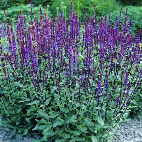 Salvia Plant The Mystical Herb with Powerful Psychoactive Properties