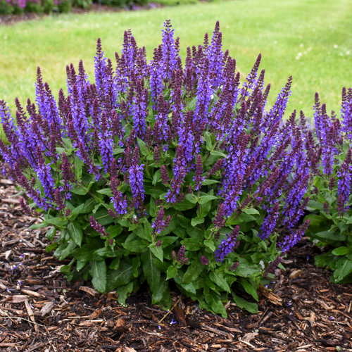 Salvia Plant – The Ultimate Guide to Growing and Care