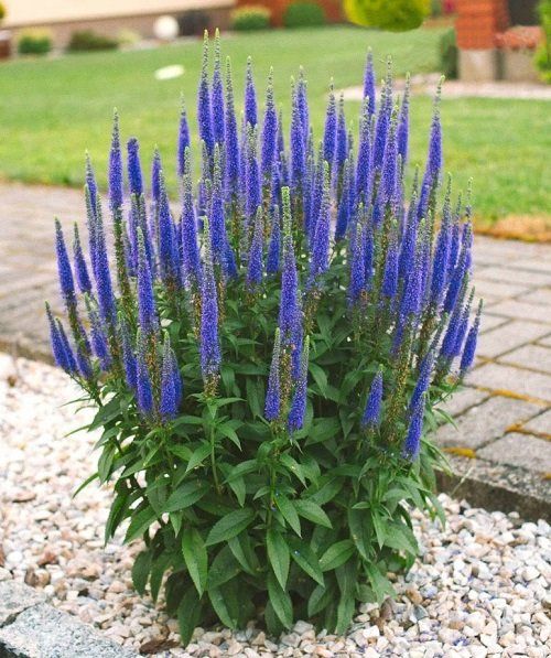 Salvia Plant – An Overview of this Beautiful and Medicinal Herb