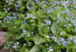 Shade Flowers