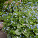 Shade Flowers