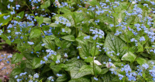 Shade Flowers