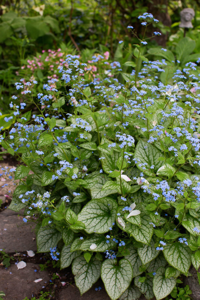 Shade Flowers