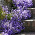 Shade Flowers