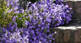 Shade Flowers