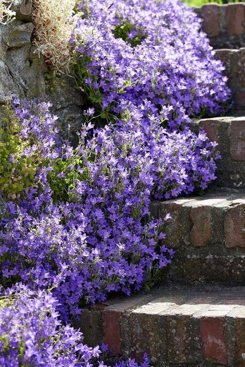 Shade Flowers