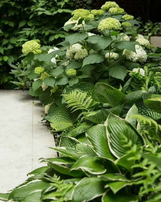 Shade Garden Best Plants for Shady Outdoor Spaces