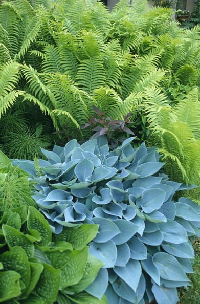 Shade Garden Creating a Serene Outdoor Oasis with Lush Greenery and Cool Hues