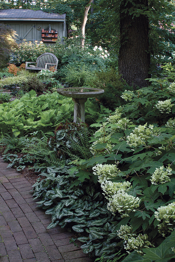 Shade Garden Creating a Tranquil Oasis with Lush Foliage and Cool Tones in Your Outdoor Space