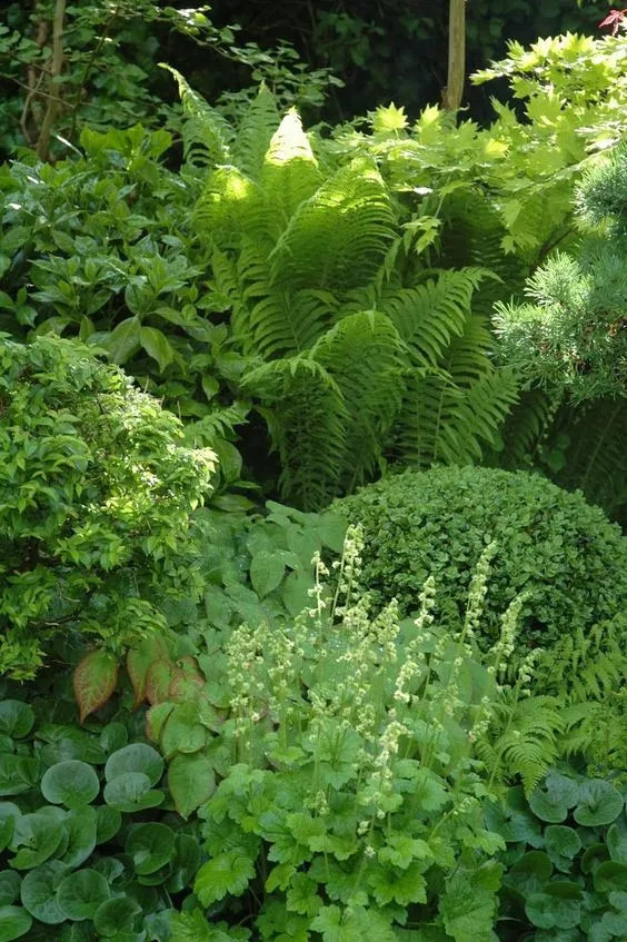 Shade Garden Optimize Your Garden with Plants that Thrive in Low Light Settings