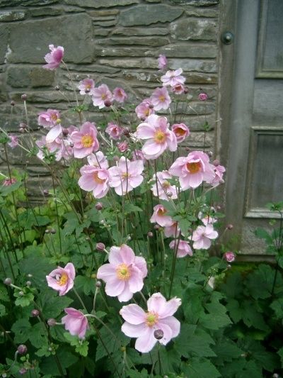 Shade Plants