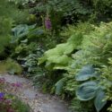 Shade Plants