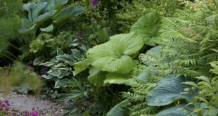 Shade Plants