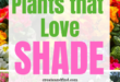 Shade Plants